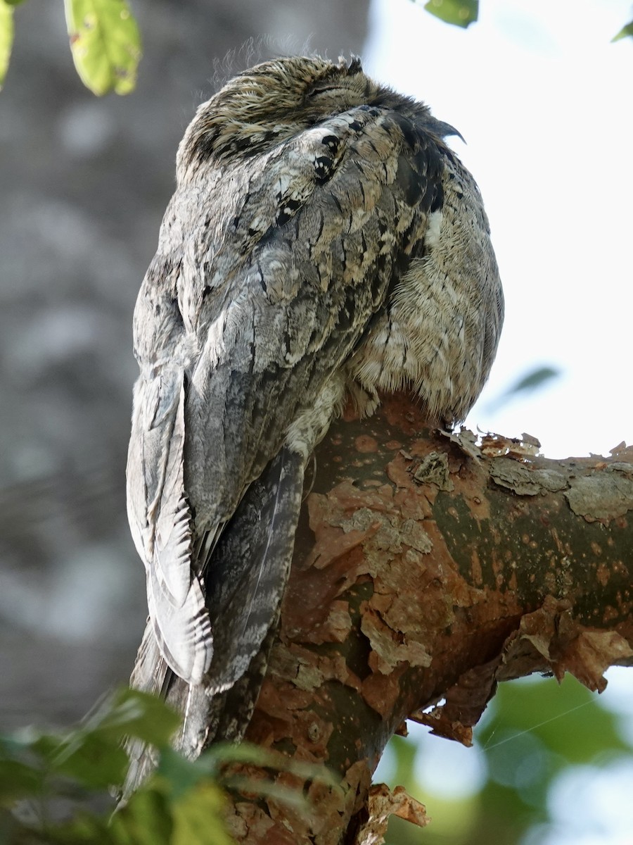 Common Potoo - ML641365699