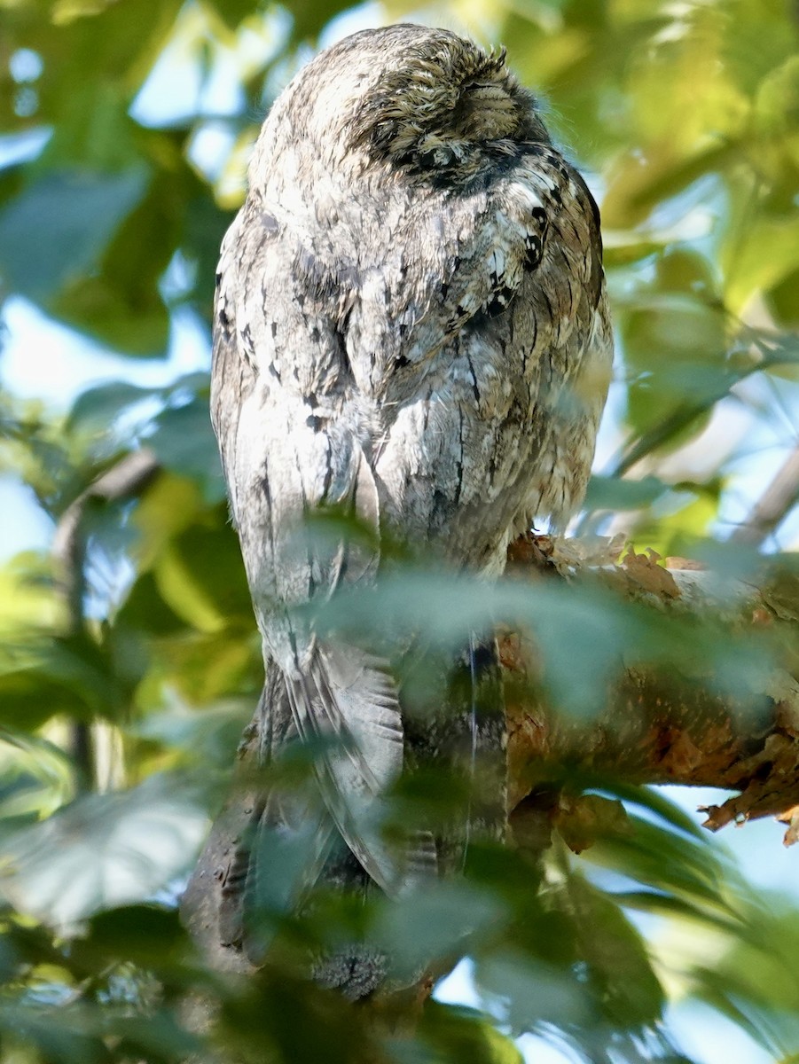 Common Potoo - ML641365700