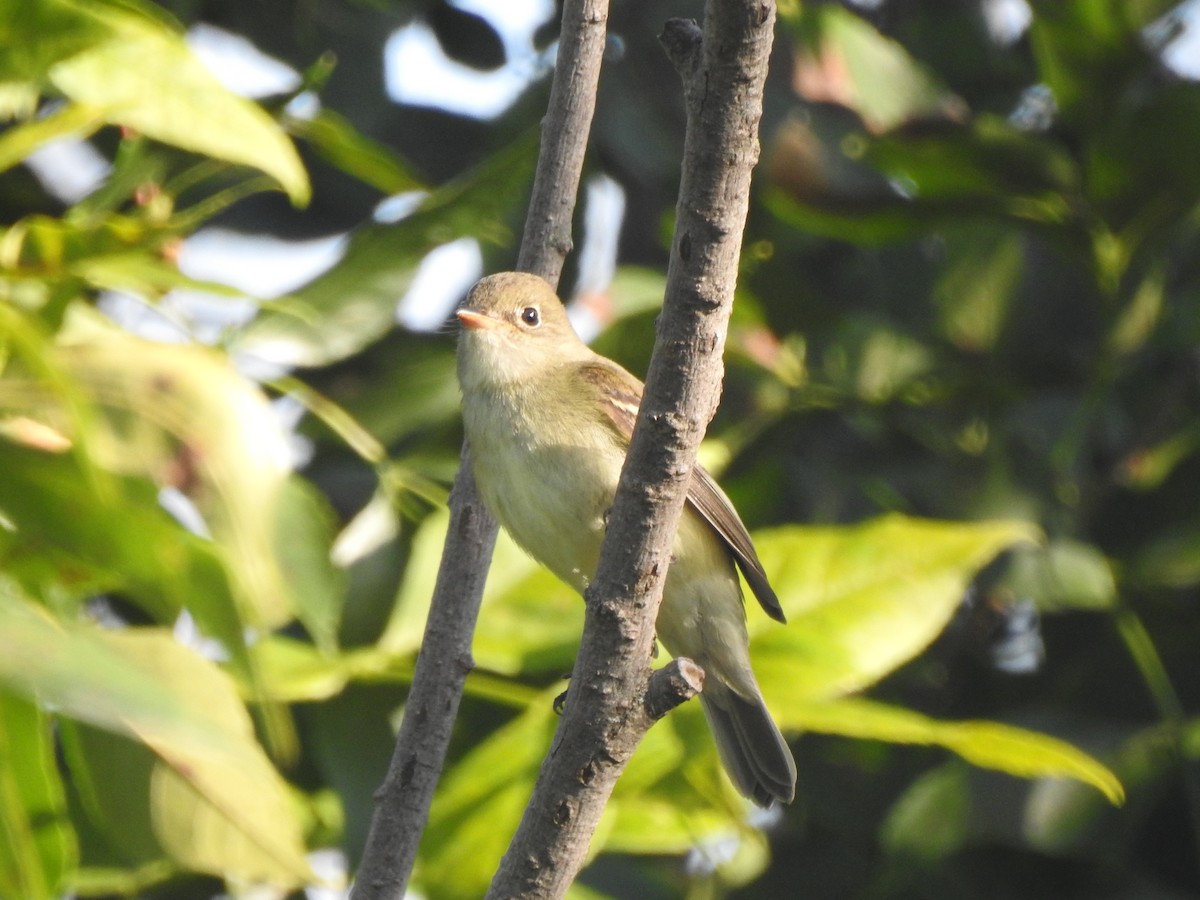 Least Flycatcher - ML641365713
