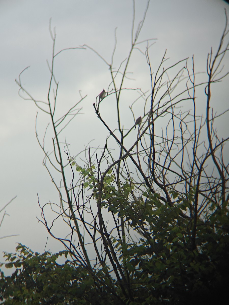 Himalayan Bulbul - ML641365734