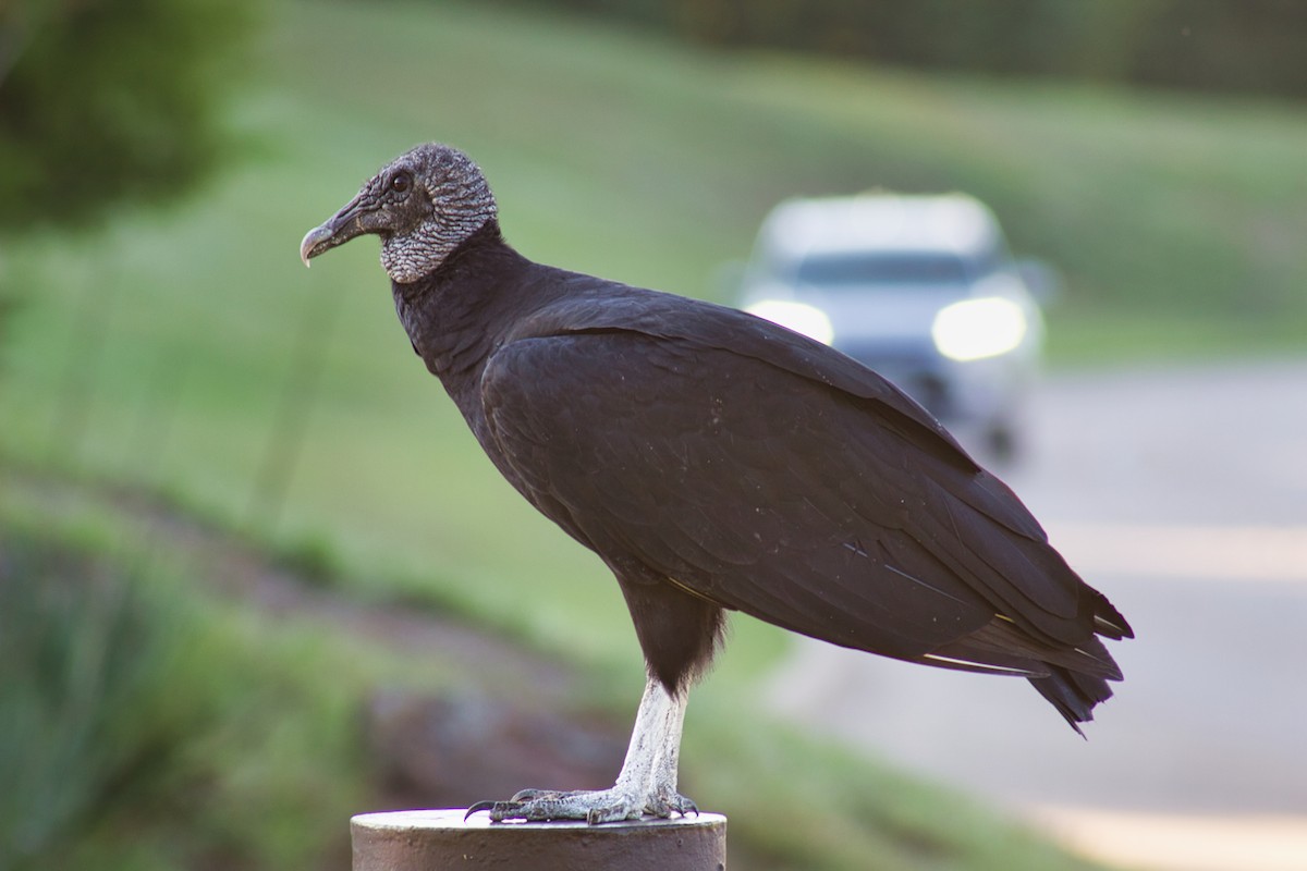 Black Vulture - ML641365735