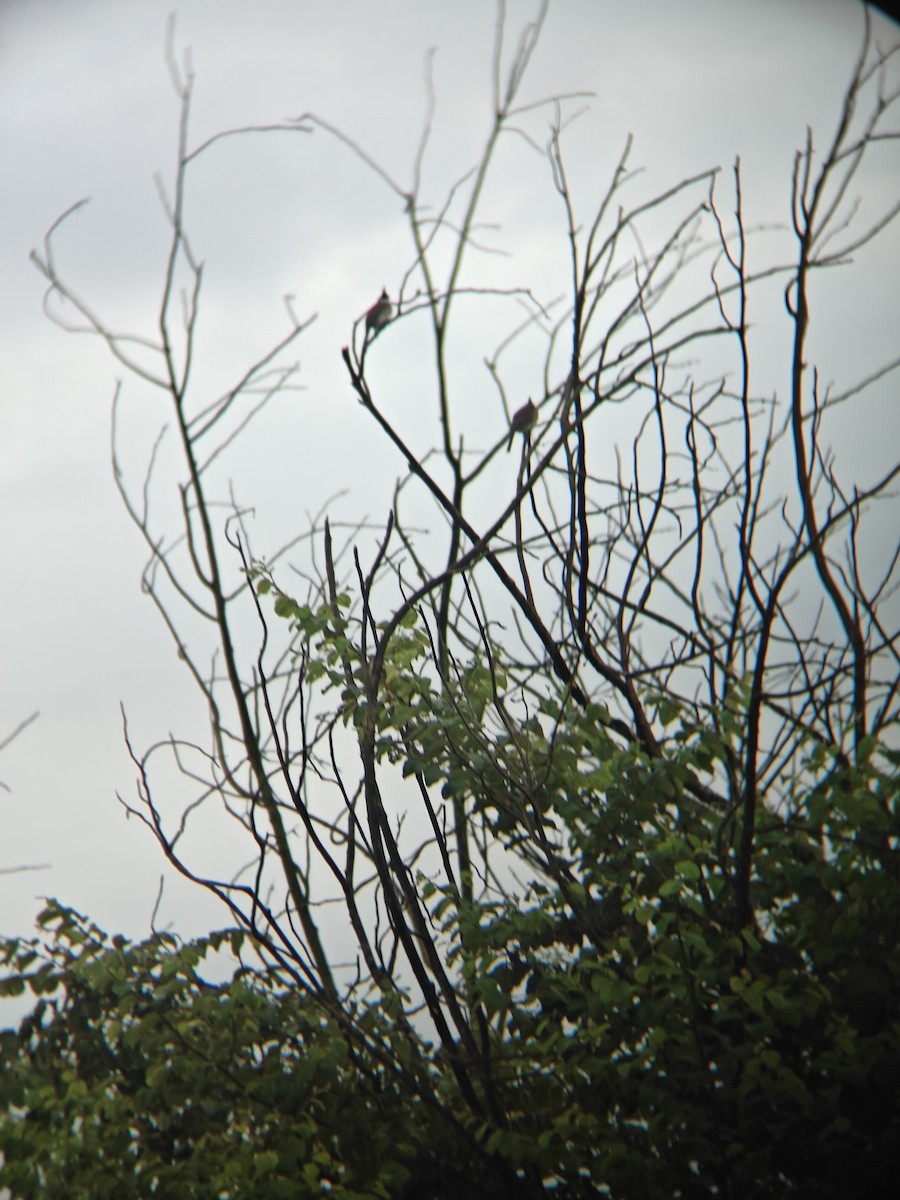 Himalayan Bulbul - ML641365736
