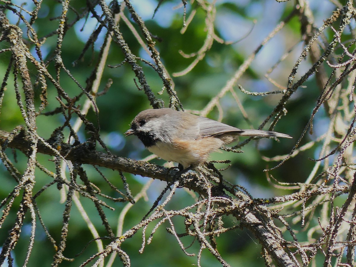 Boreal Chickadee - ML641365737