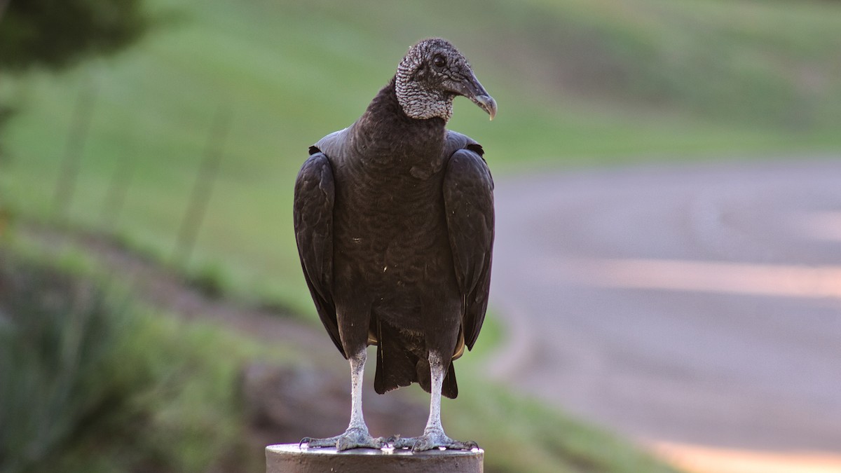 Black Vulture - ML641365744