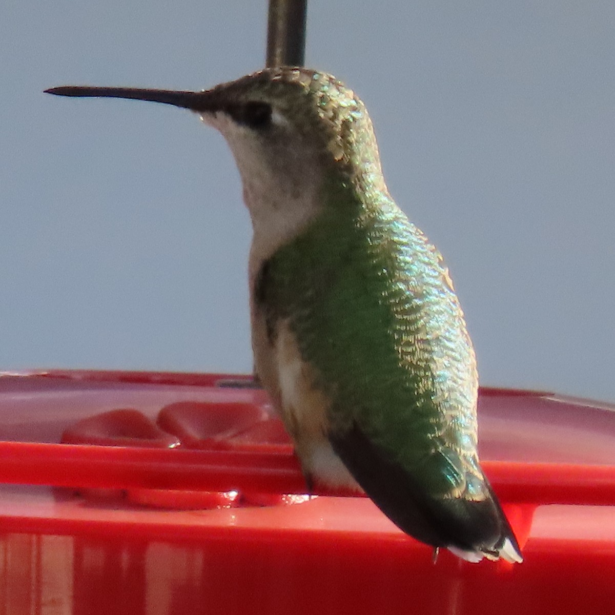 Ruby-throated Hummingbird - ML641365754