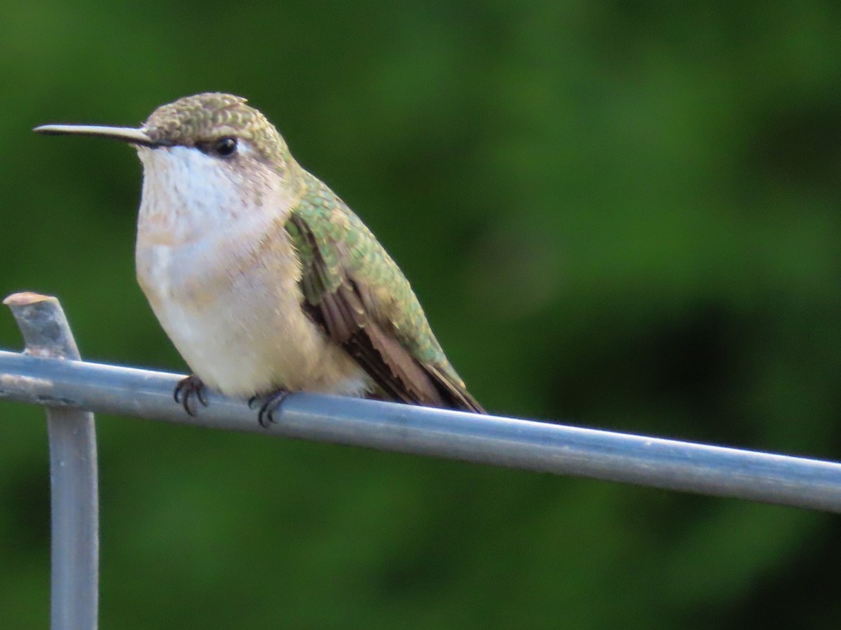 Ruby-throated Hummingbird - ML641365756