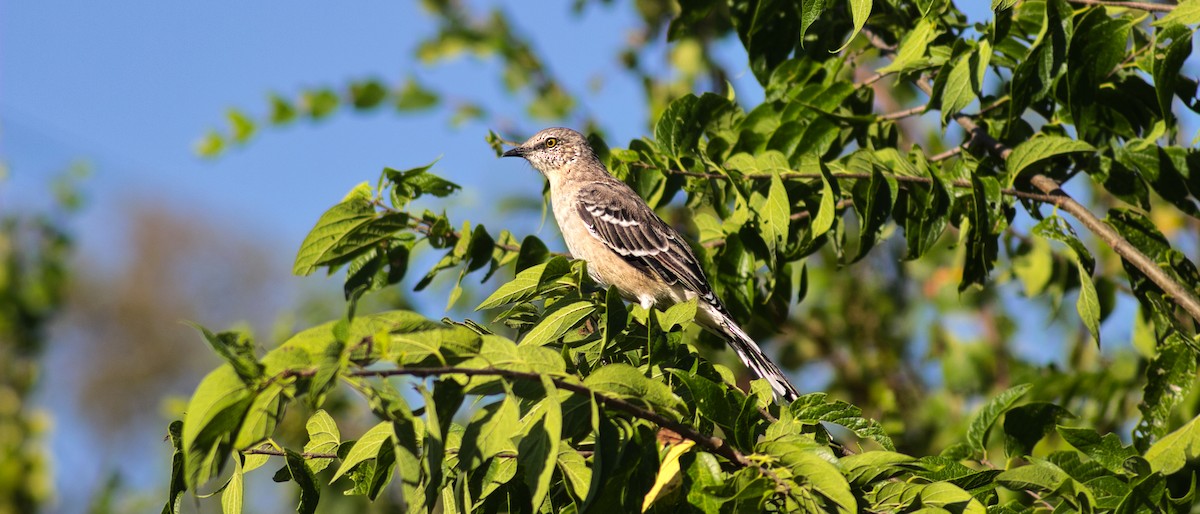 Northern Mockingbird - ML641365758
