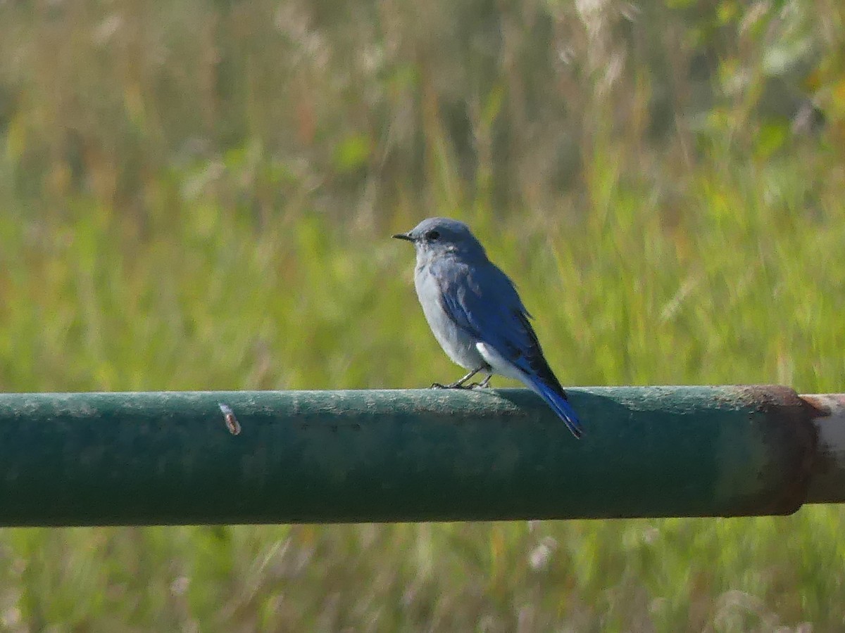 Mountain Bluebird - ML641365767