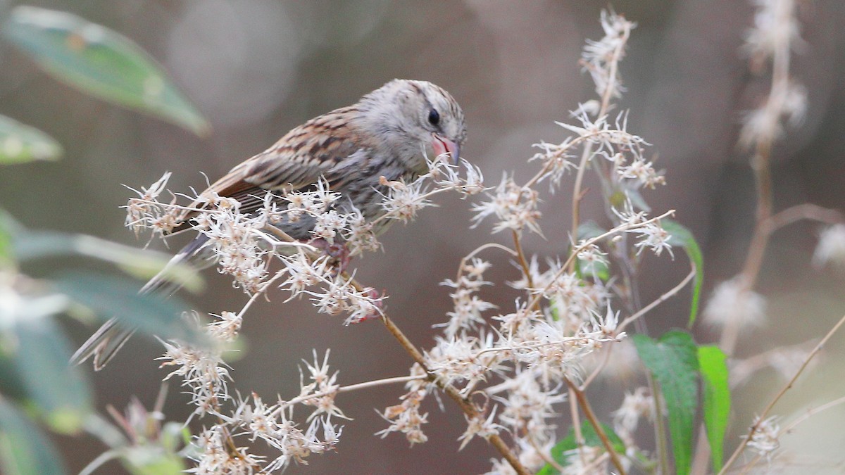 Chipping Sparrow - ML641365769