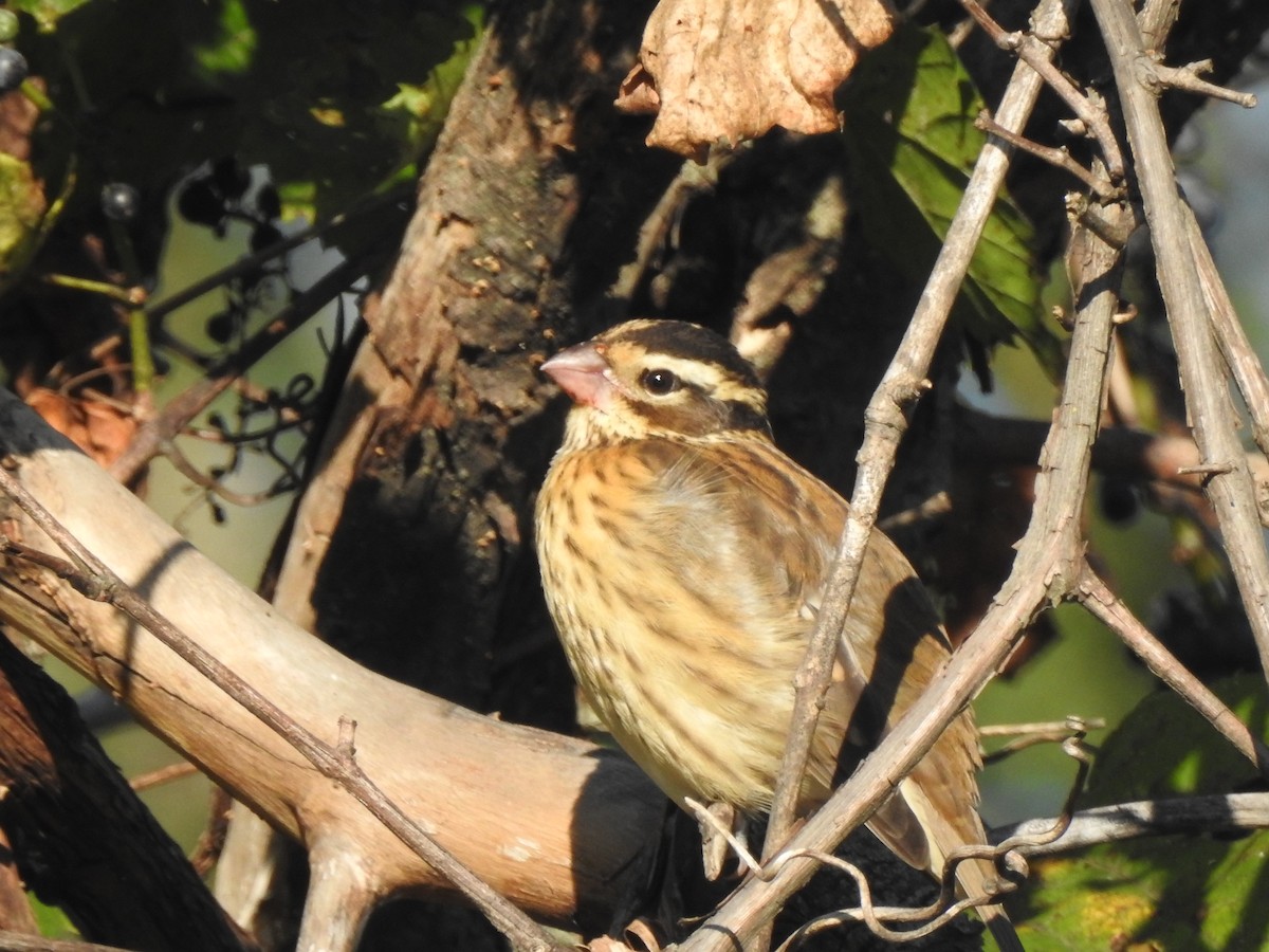Rose-breasted Grosbeak - ML641365770