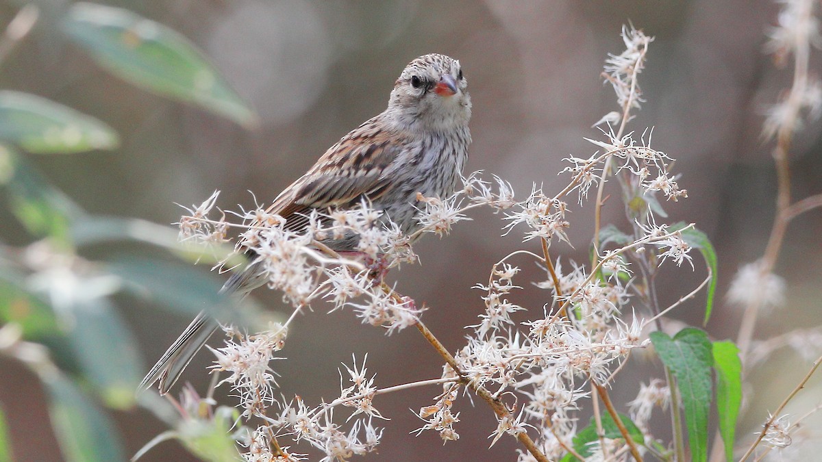 Chipping Sparrow - ML641365771