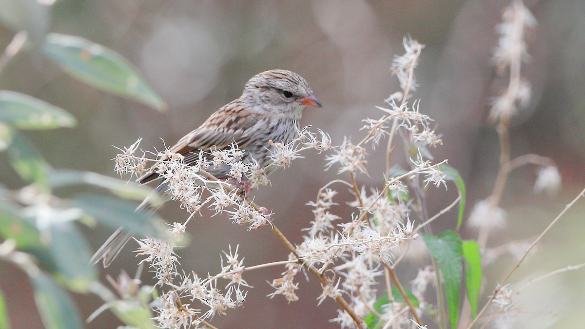 Chipping Sparrow - ML641365773
