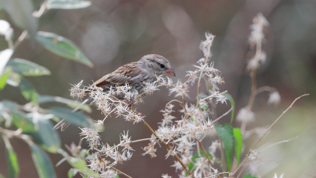 Chipping Sparrow - ML641365774