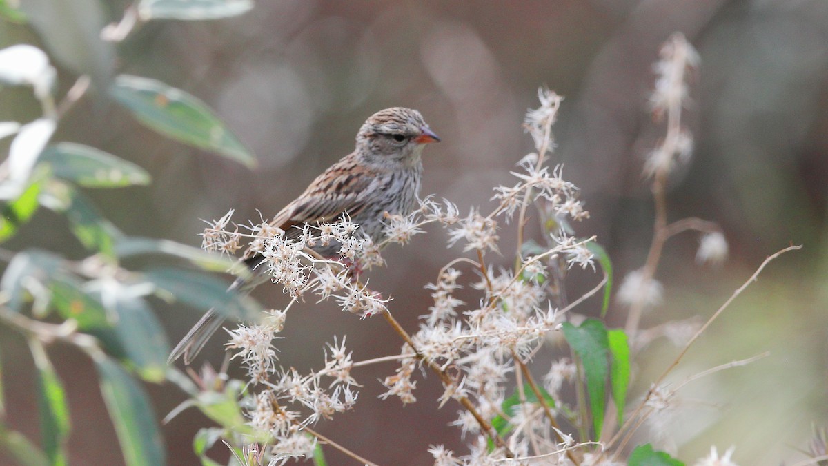 Chipping Sparrow - ML641365775
