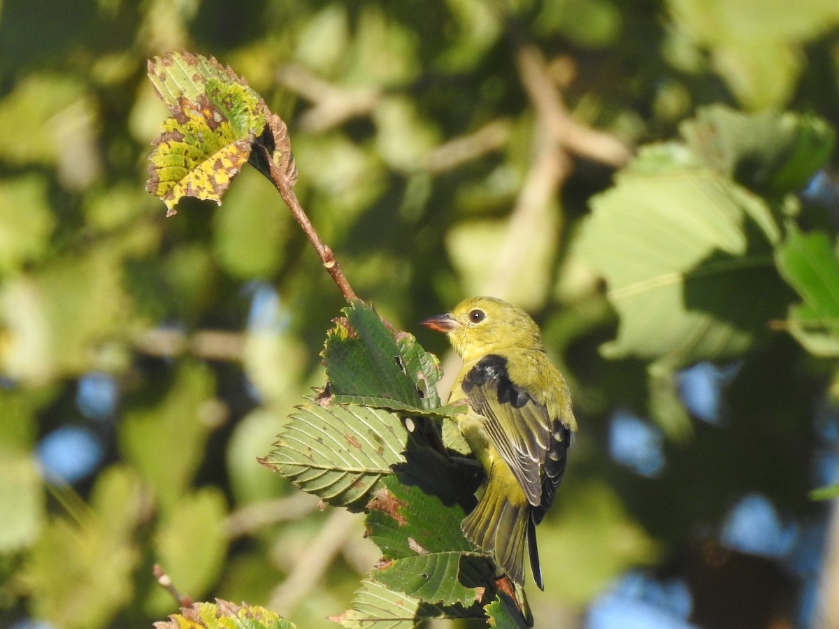 Scarlet Tanager - ML641365778