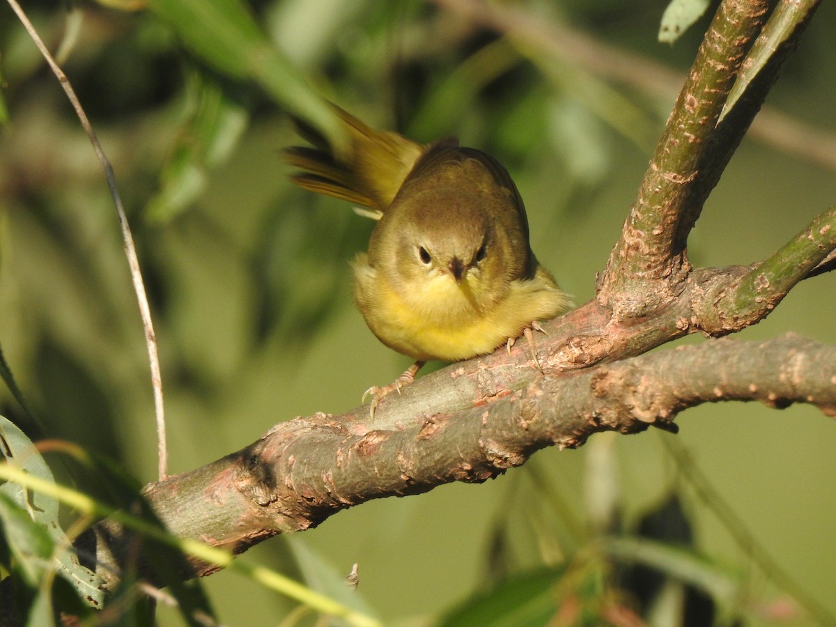 Common Yellowthroat - ML641365788