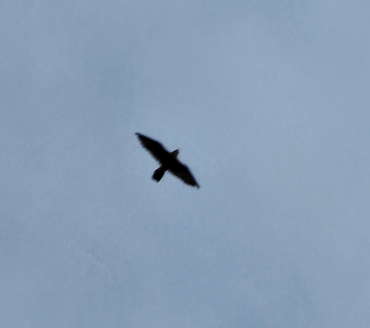 sokol stěhovavý - ML641365812