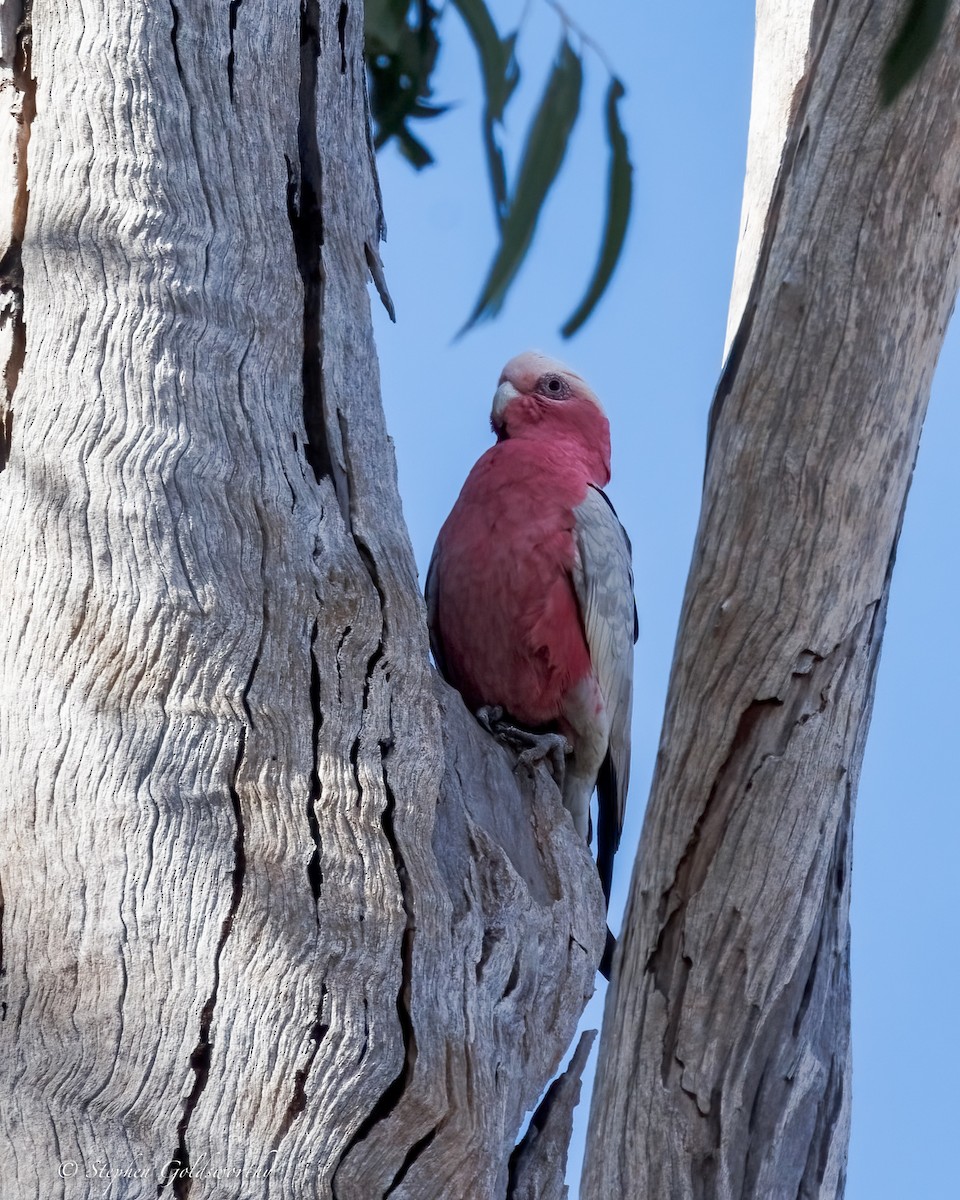 Galah - ML641365825