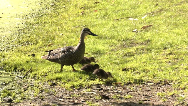 Pacific Black Duck - ML641365864