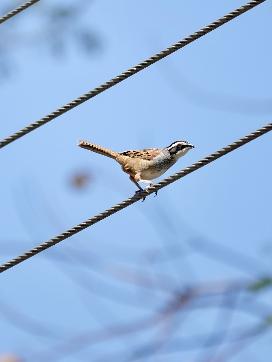 Stripe-headed Sparrow - ML641365870