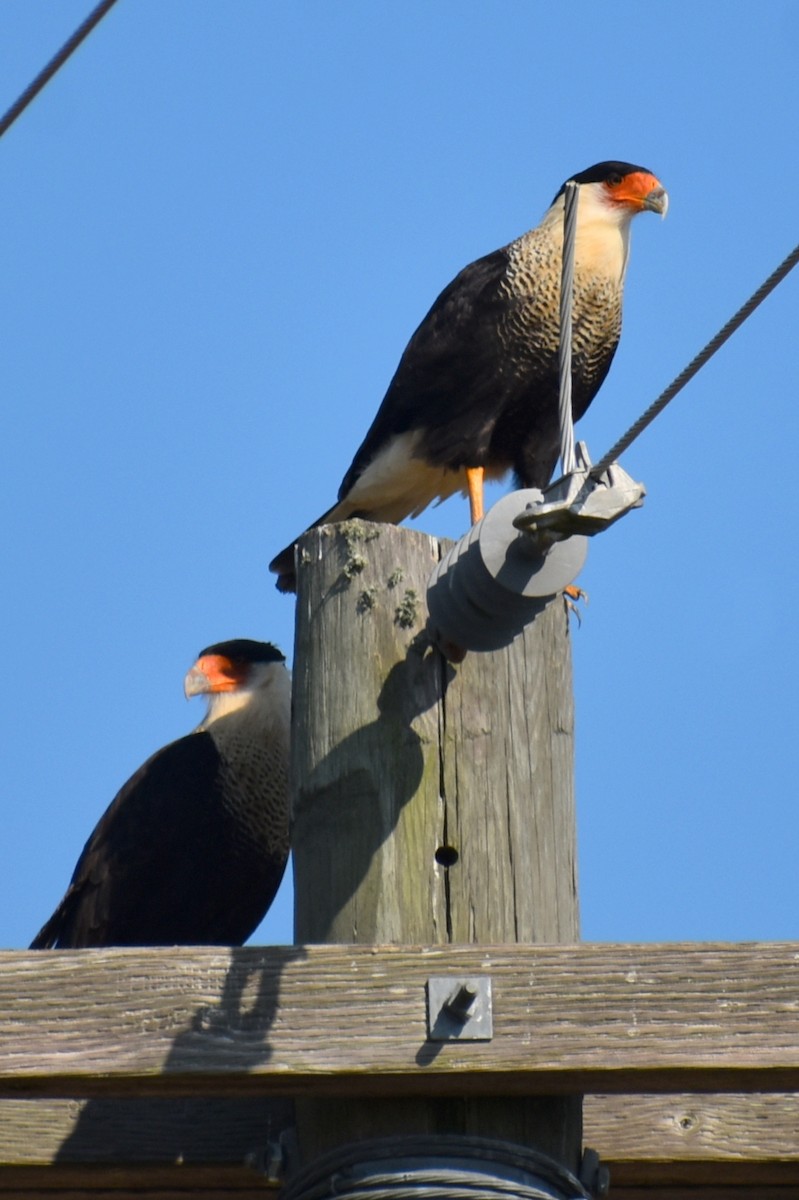 Crested Caracara (Northern) - ML641365878