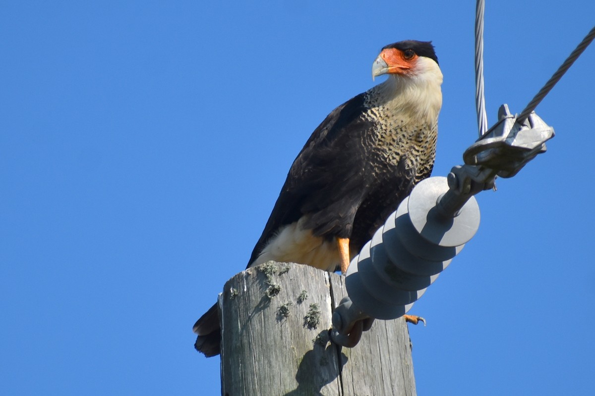 Crested Caracara (Northern) - ML641365882