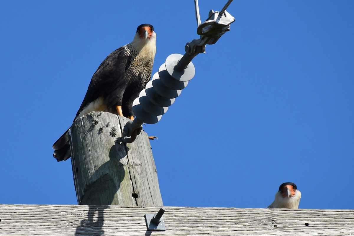 Crested Caracara (Northern) - ML641365884
