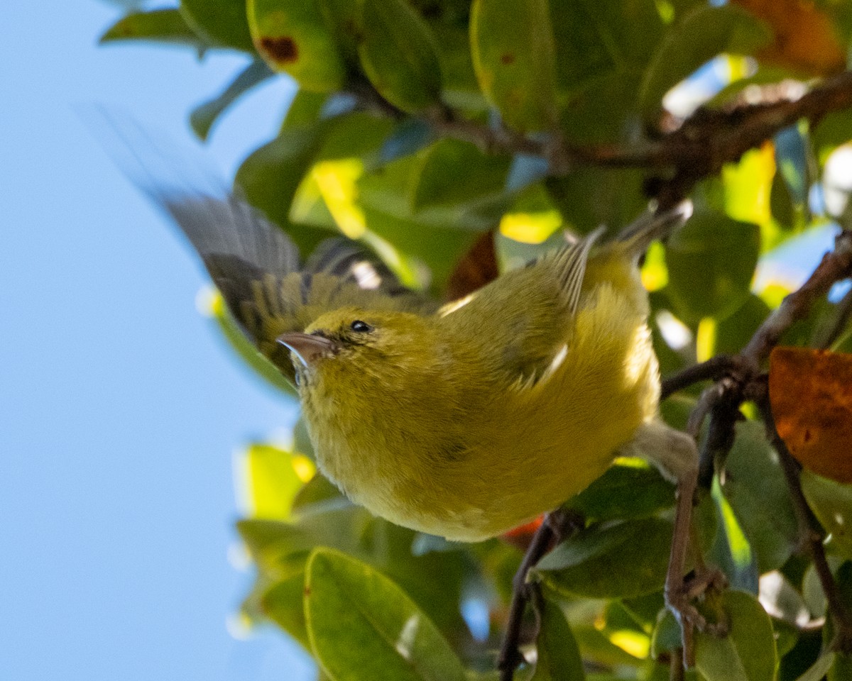 anianiau - ML641365886