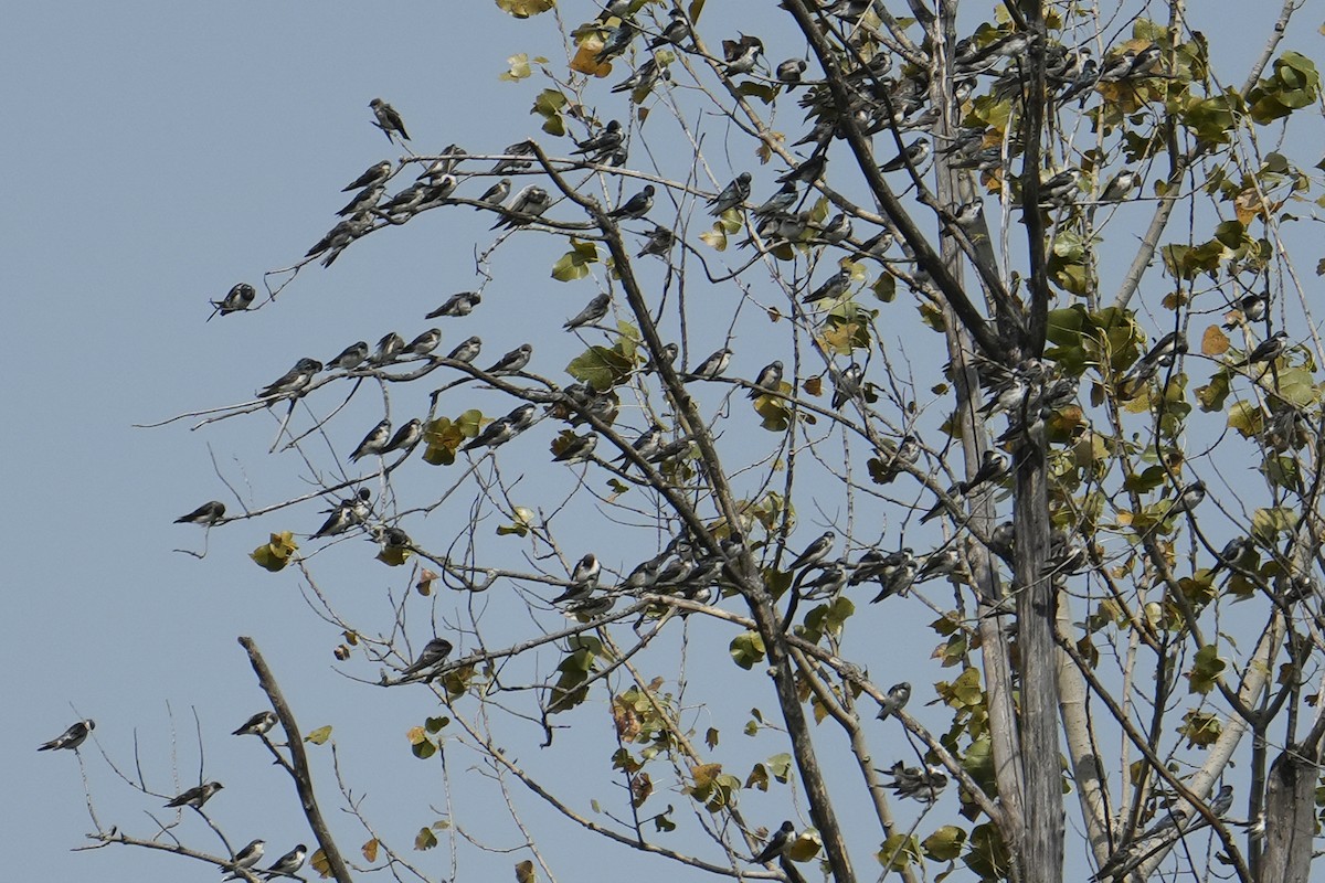 Tree Swallow - ML641365890