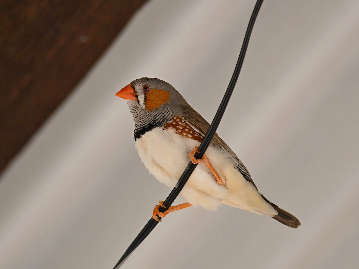 Zebra Finch - ML641365893