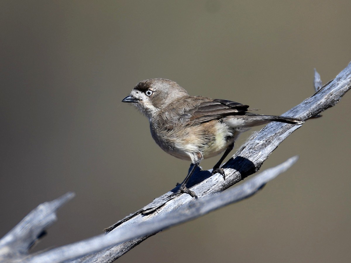 Southern Whiteface - ML641365906