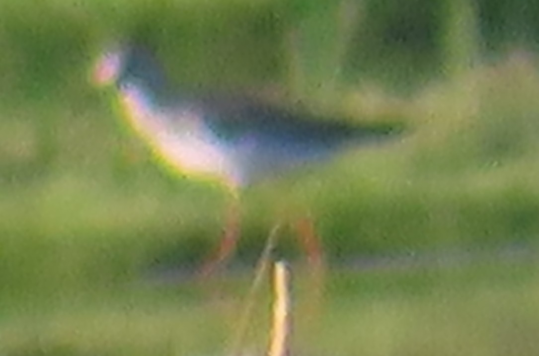Lesser Yellowlegs - ML641365954