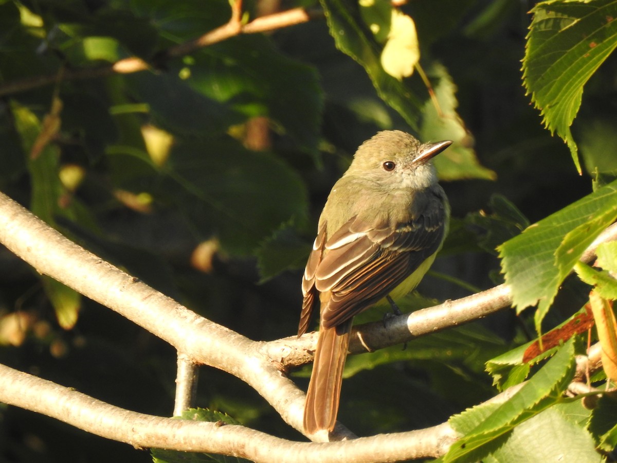 Great Crested Flycatcher - ML641365955