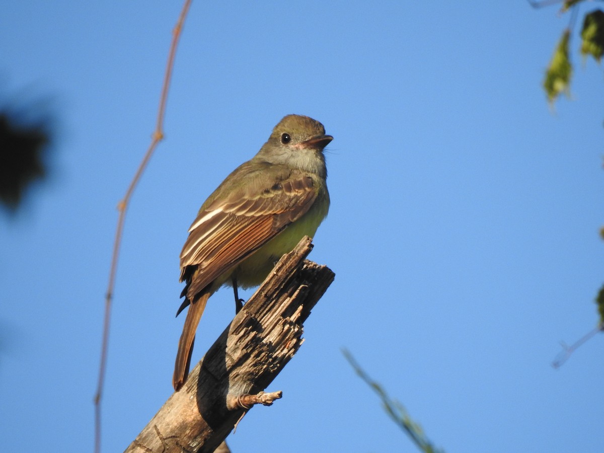 Great Crested Flycatcher - ML641365956