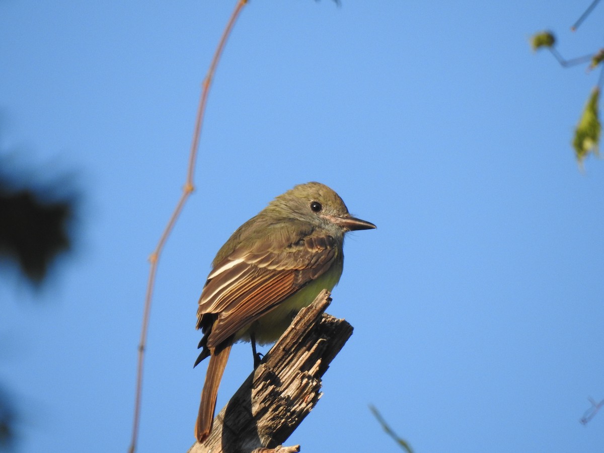Great Crested Flycatcher - ML641365957