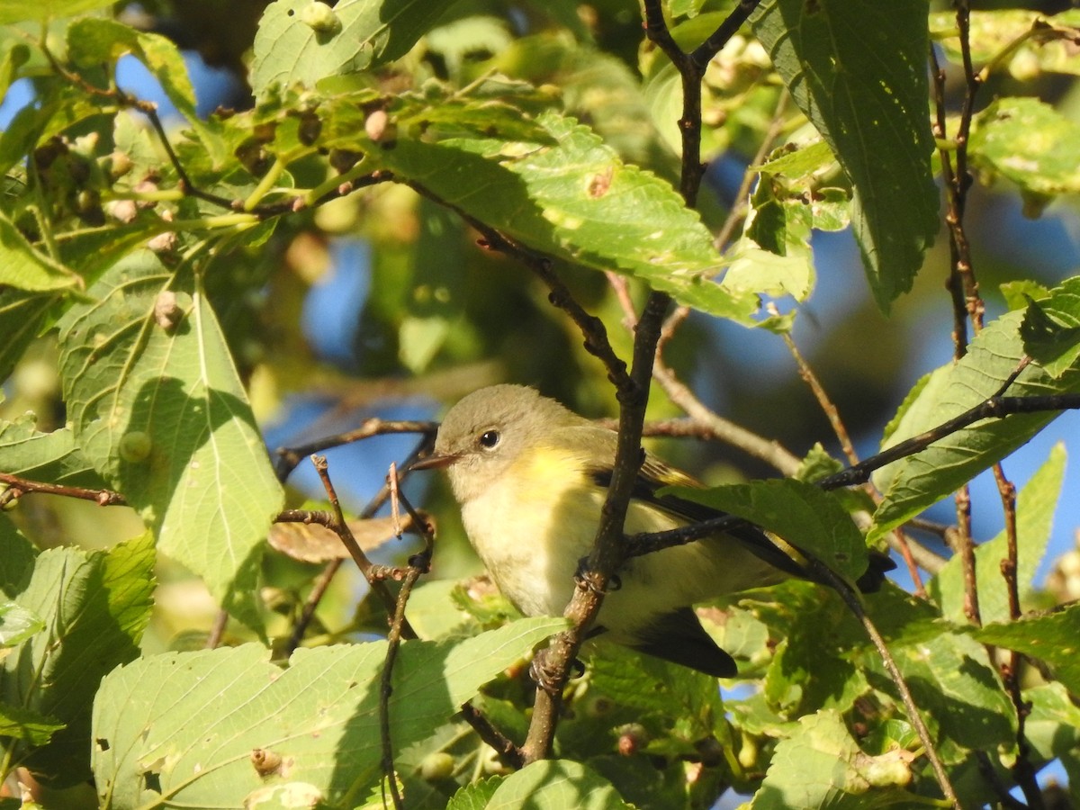 American Redstart - ML641365962