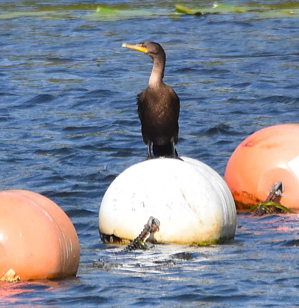 Double-crested Cormorant - ML641365989