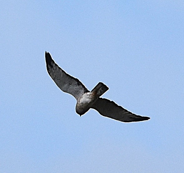 Northern Harrier - ML641366006
