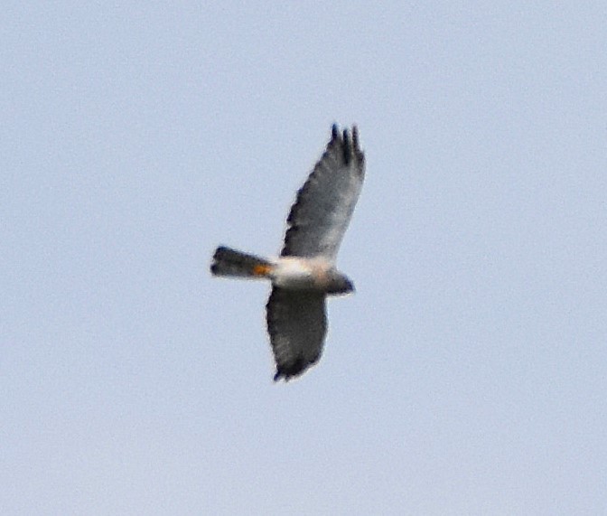 Northern Harrier - ML641366009