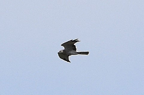 Northern Harrier - ML641366010