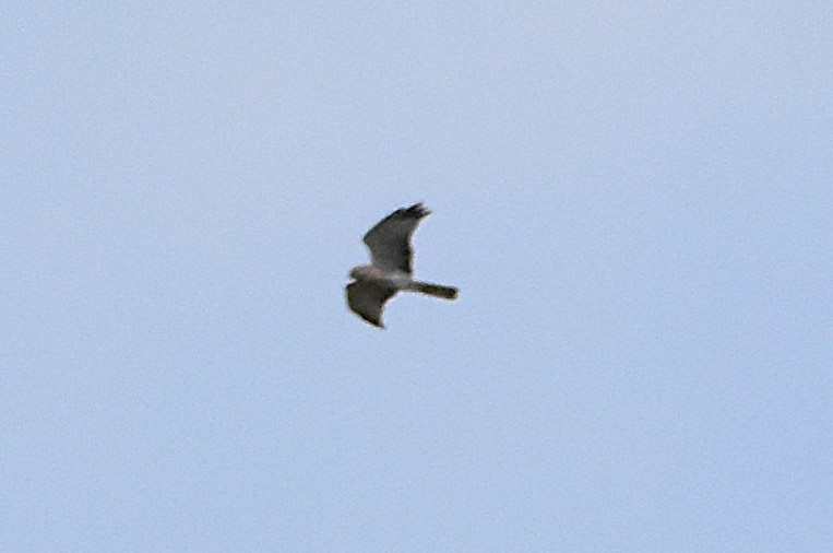 Northern Harrier - ML641366016