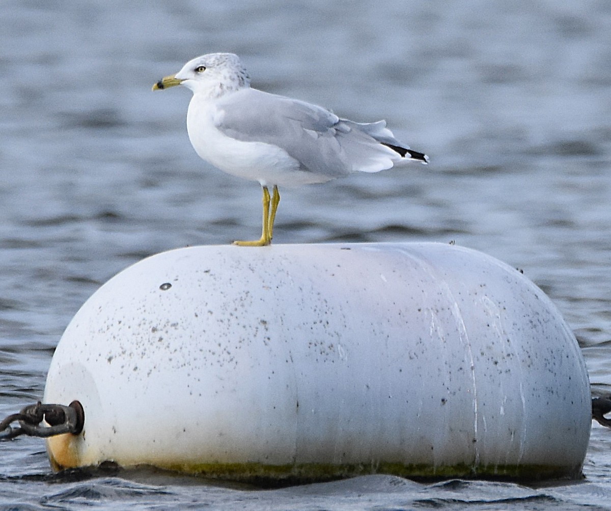 Ring-billed Gull - ML641366021