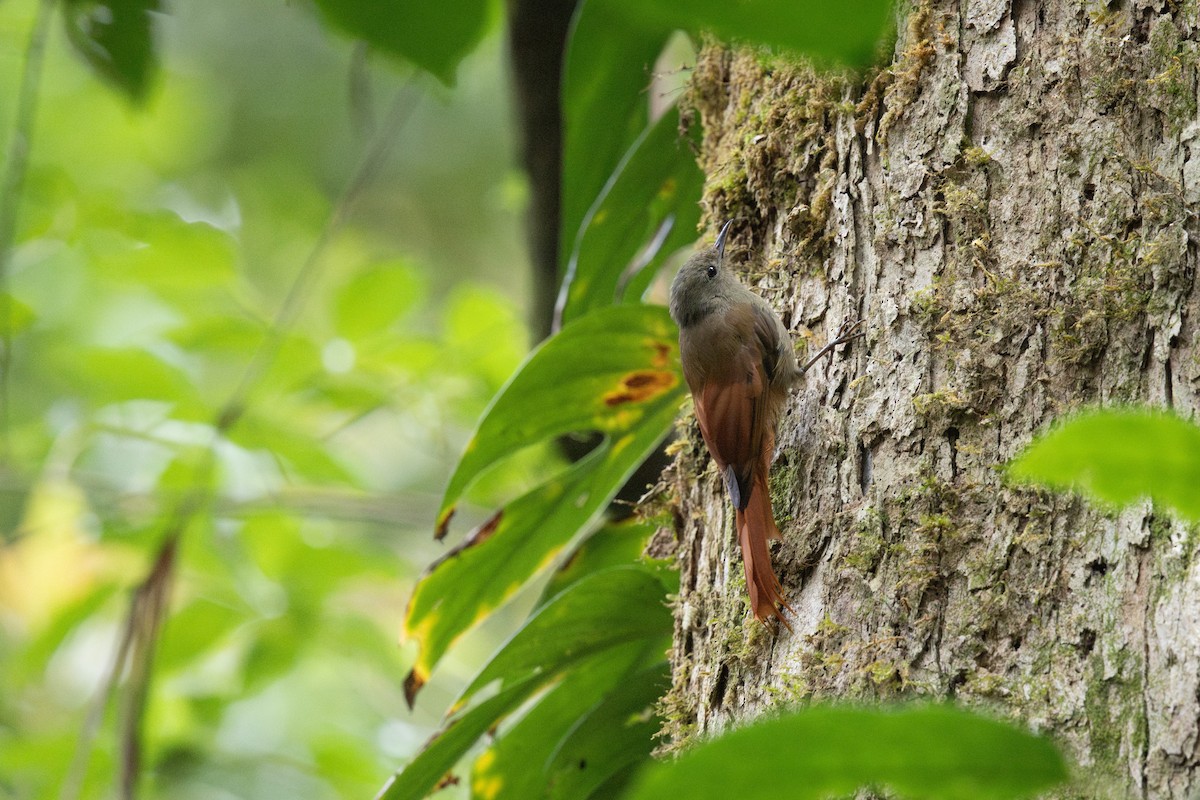 Olivaceous Woodcreeper - ML641366023