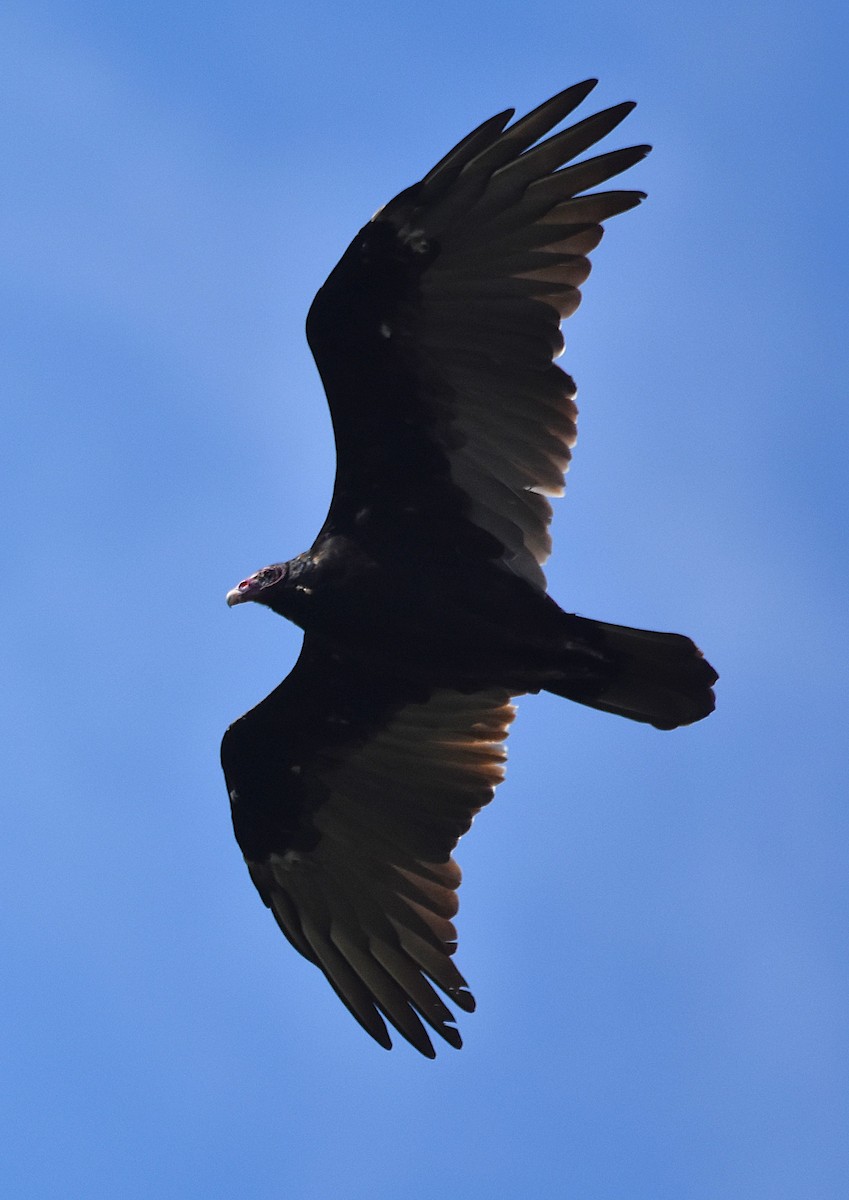 Turkey Vulture - ML641366031