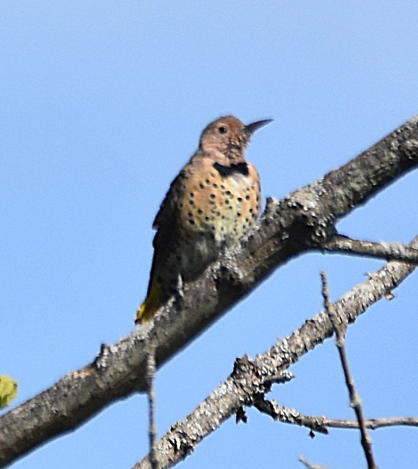 Northern Flicker (Yellow-shafted) - ML641366045
