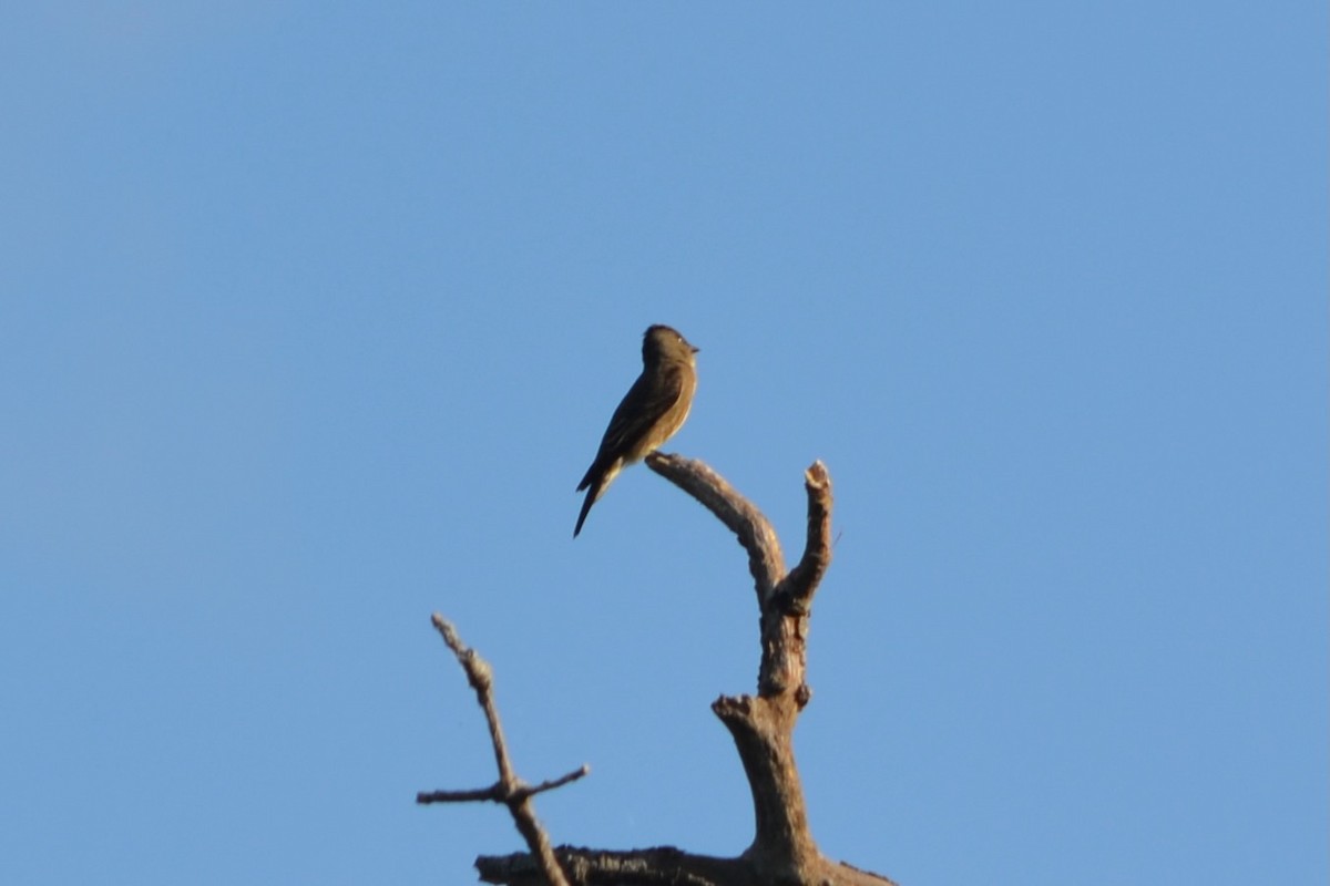 tyranovec severský - ML641366046
