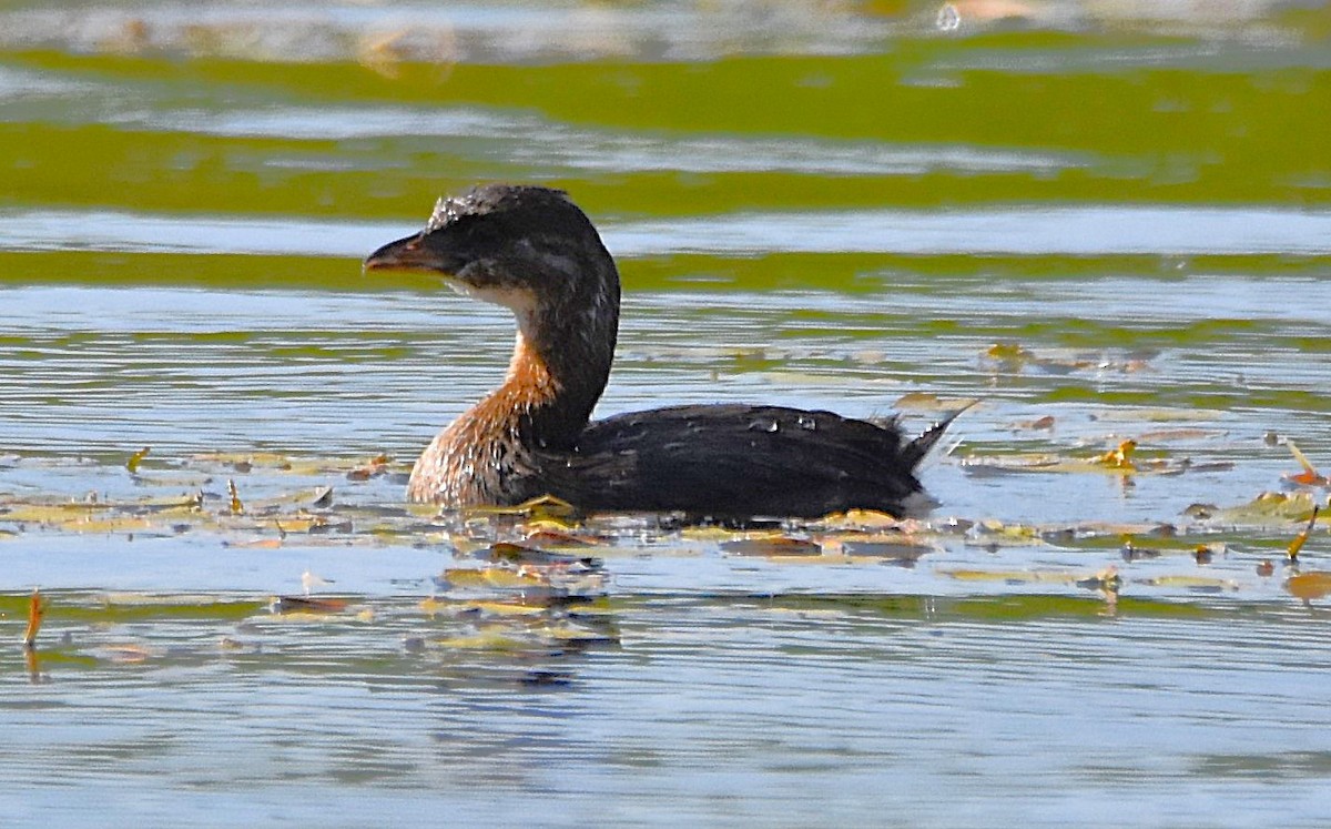 Pied-billed Grebe - ML641366055