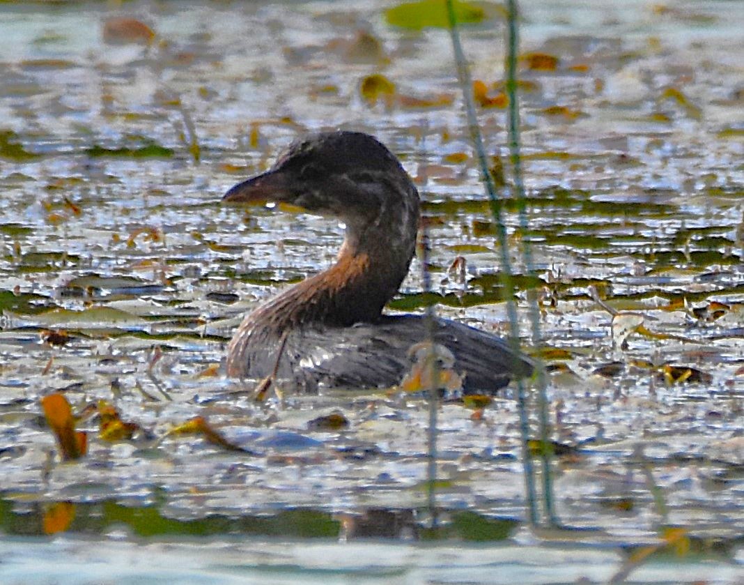 Pied-billed Grebe - ML641366061