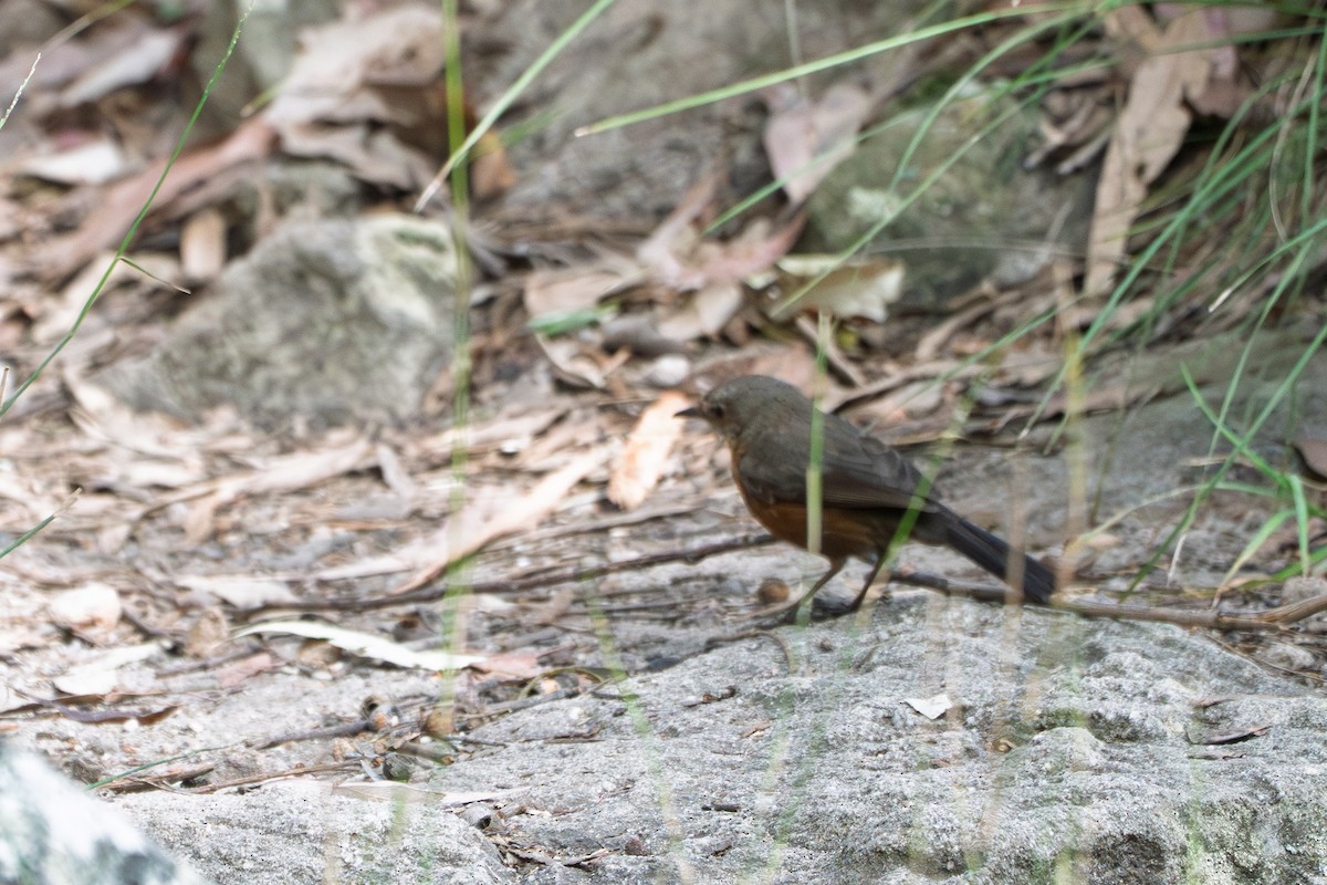 Rockwarbler - ML641366063