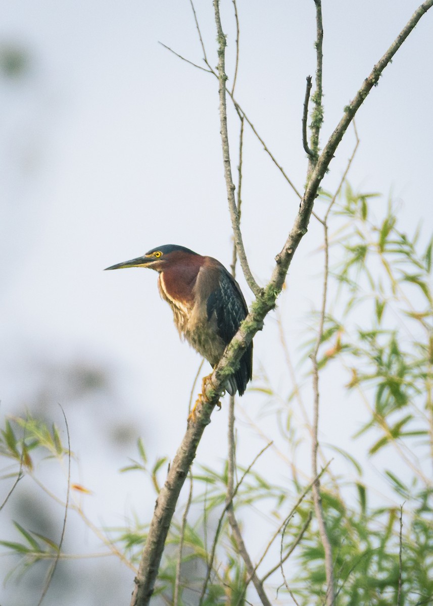Green Heron - ML641366102